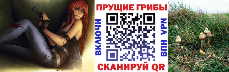 Псилоцибиновые грибы GOLDEN TEACHER  Купить закладки  Дубовка 